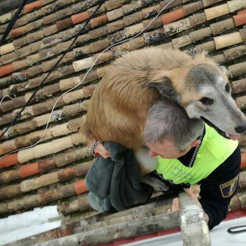 La Policía Local de Valencia rescata a un perro de un tejado de la calle Literato Azorín