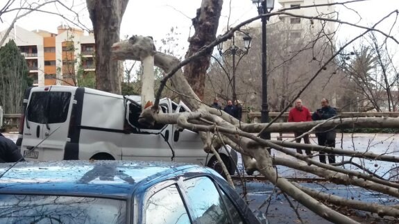 Vehículos dañados tras desplomarse la rama de un árbol en Xàtiva, este fin de semana. 