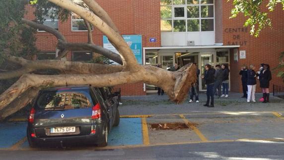 Dos coches quedan atrapados debajo de un árbol caído en Catarroja