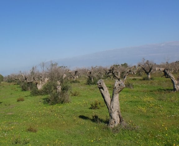 Viejos olivos muertos por la Xylella en Apulia, Italia. :: ivia