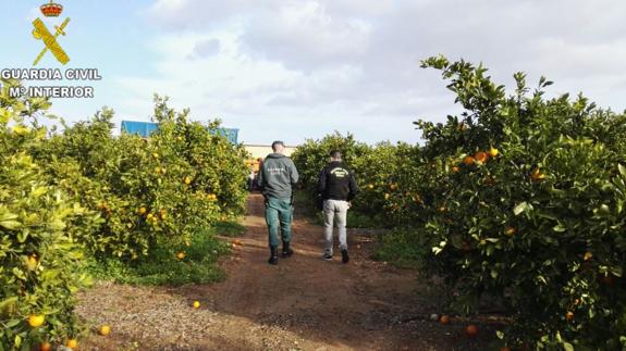 La Guardia Civil detiene a una mujer por estafar 162.000 euros con la compra de cítricos en cooperativas