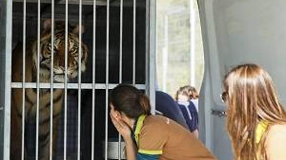 El tigre, en el momento de su llegada al centro. / 