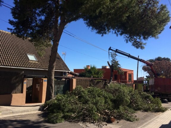 Los operarios talan un pino que afectaba a una vivienda en la calle Micalet. :: lp