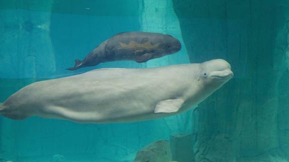 El Oceanogràfic de Valencia, premiado por su trabajo con la cría de beluga