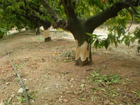  El ataque del conejo. Daños producidos por conejos en  troncos de naranjos. Según los agricultores, se trata de la especie dañina más extendida.            :: ava-asaja