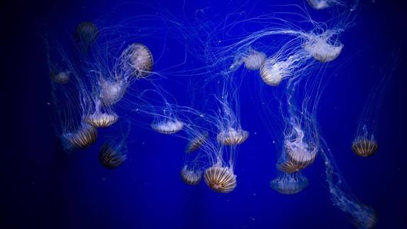 Medusas en l'Oceanogràfic de Valencia. 