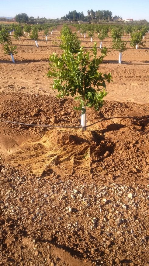  La prueba. En este plantón de naranjos es bien visible la abundante 'barbada' de raíces absorbentes, que accidentalmente quedaron al aire tras un arrastre de tierra por lluvias intensas. Javier Nácher, de Seipasa, explica que esto se debe a tratar los plantones con Seiland, que favorece el crecimiento de raíces sanas. :: lp