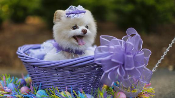 Los perros más graciosos del desfile anual de Pascua de Georgia