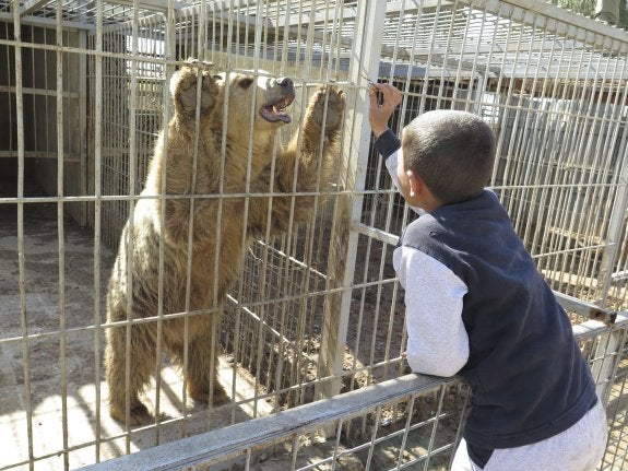 Un niño da de comer a la osa 'Lula' en el zoo de Mosul después de la expulsión de los yihadistas de este distrito de la ciudad. :: efe