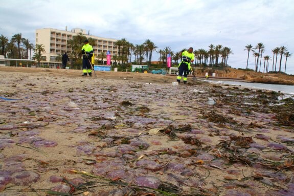 Las medusas invaden la costa de Dénia y Xàbia