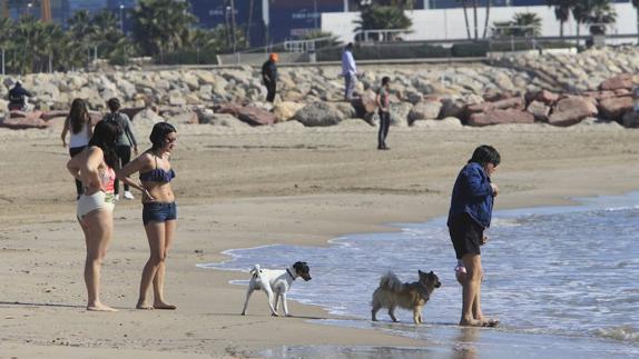 Perros en la playa de Pinedo. 