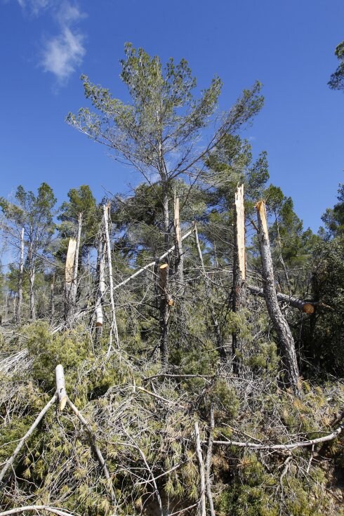 Estado en que dejó el temporal los árboles en Requena. :: m. molines