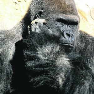 'Mambie', se rasca una oreja mientras disfruta de una mañana soleada en el Bioparc. ::                             IRENE MARSILLA