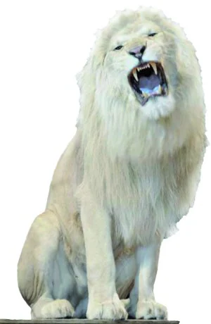 Los leones blancos invaden la carpa | Las Provincias