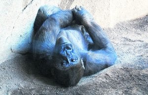 A gusto. Uno de los gorilas del Bioparc, tumbado sobre una de las placas de calor del suelo y las rocas calefactadas del recinto. ::                             LP