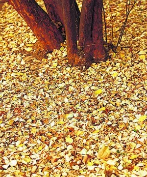 Parterres para las sorpresas