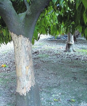 La destructiva plaga de conejos obliga a agilizar los permisos de caza