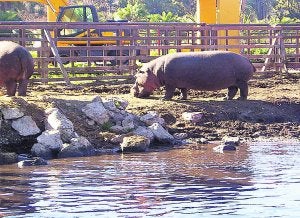 Un hipopótamo, en la zona reservada para estos animales del Safari Park de El Verger. ::                             JOSÉ  IGLESIAS