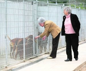 Instalaciones del albergue para animales de Gandia. ::
J.RIBES
