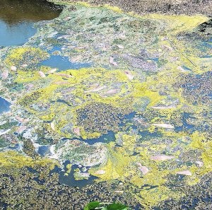 Los peces muertos se acumulan en el cauce. ::
LP