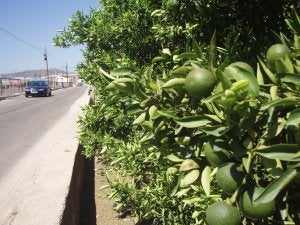 Los agricultores cobran por la naranja de la Safor la mitad de que lo se pagaba hace un año