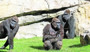 El Bioparc acoge para su cría a 18 especies amenazadas de extinción
