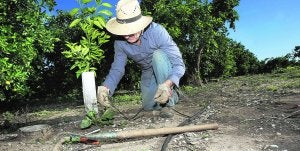 El mercado asesta otro golpe a los agricultores al caer el precio de la naranja un 72% en la Safor
