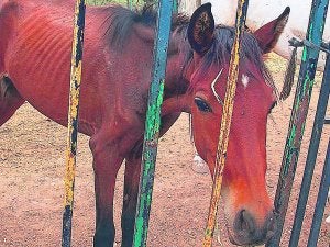 Hallan seis caballos abandonados y maltratados en Montserrat
