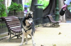 La policía impone 200 multas a dueños de perros peligrosos en sólo una semana