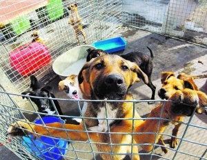 La protectora de animales de Sueca pide ayuda urgente para sus más de 40 perros