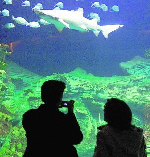 Visitantes en el Oceanográfico. ::
REUTERS