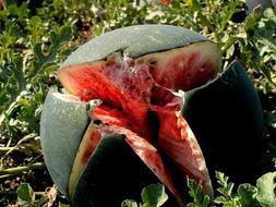El pedrisco destroza las cosechas de frutas y uva en Camp de Turia, l'Horta, la Ribera y los Serranos