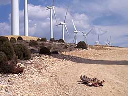 Imagen de un buitre muerto, a los pies de los aerogeneradores instalados en un parque eólico de la provincia de Castellón.
