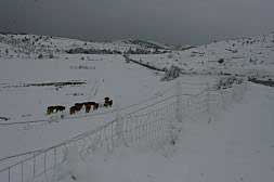 Ganado pastando, ayer, sobre la nieve caída en Els Ports.
