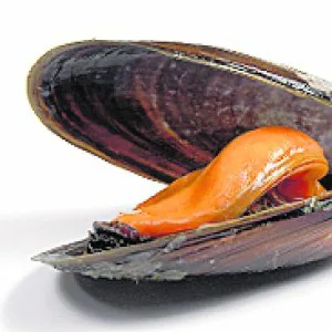 Crema o salsa de mejillones