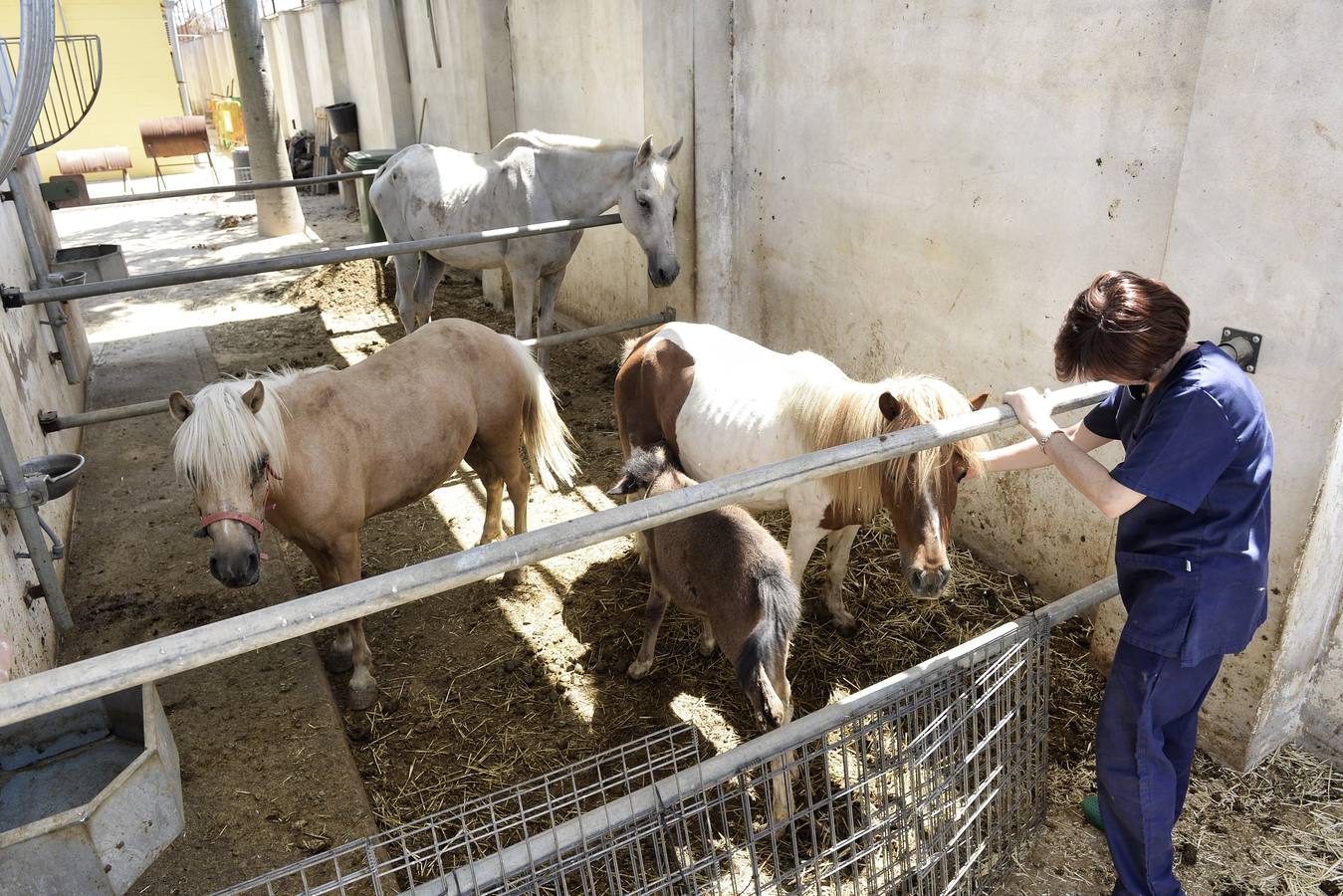 El Centro Municipal de Zoonosis de Murcia recoge, cuida y ofrece en adopción no solo perros y gatos, sino también caballos, asnos, burros y hasta hámsters