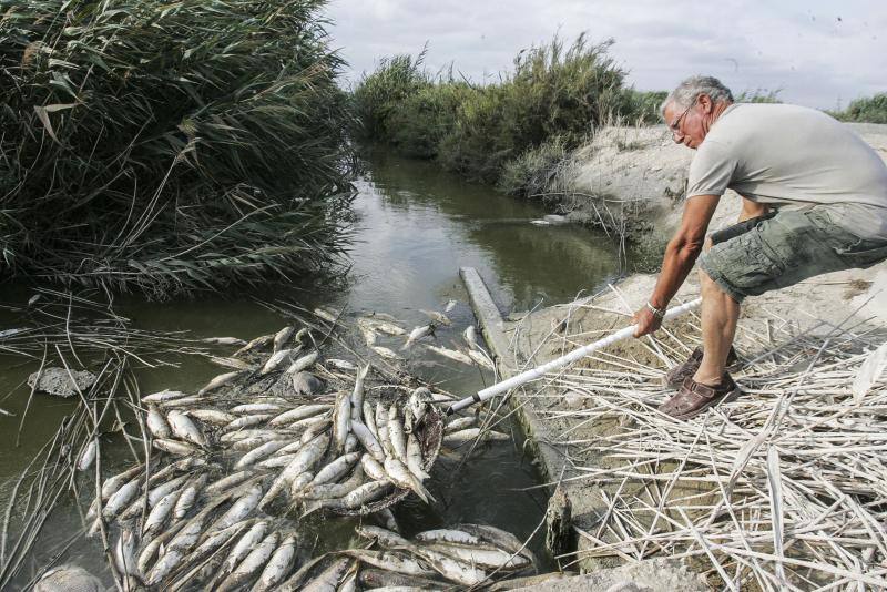 Peces muertos en las Salinas de Santa Pola