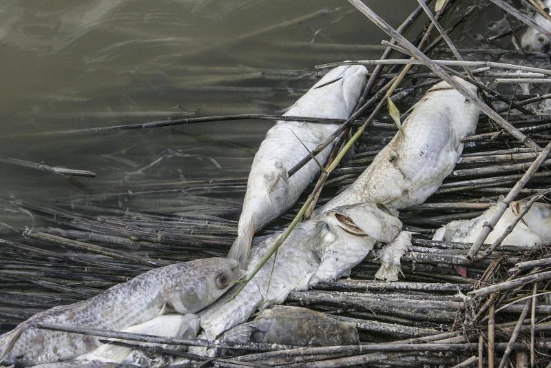 Peces muertos en las Salinas de Santa Pola