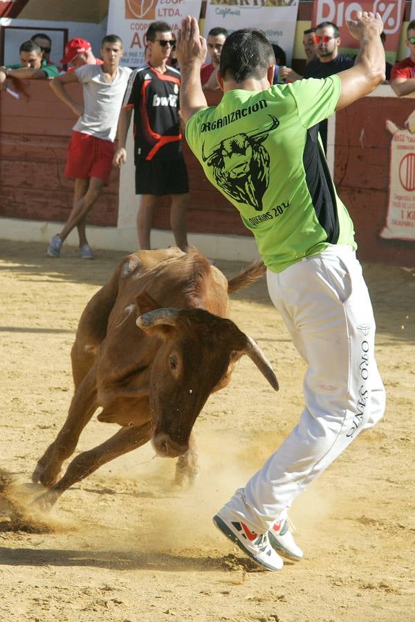 Primer encierro limpio en Calasparra