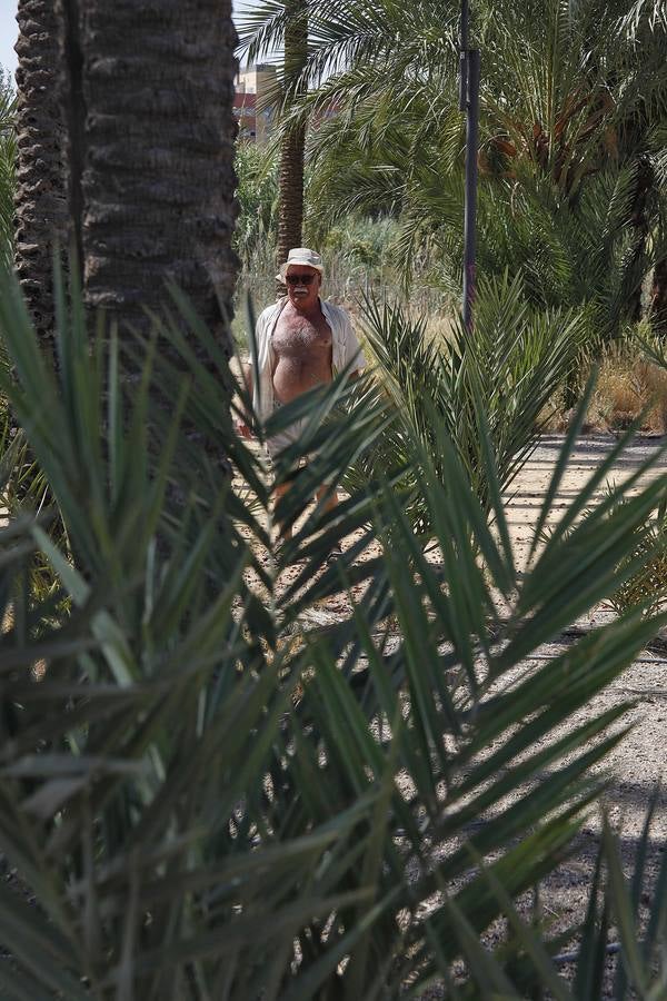 Un acuerdo con Profusa permite incorporar al patrimonio municipal el palmeral de Zaraíche