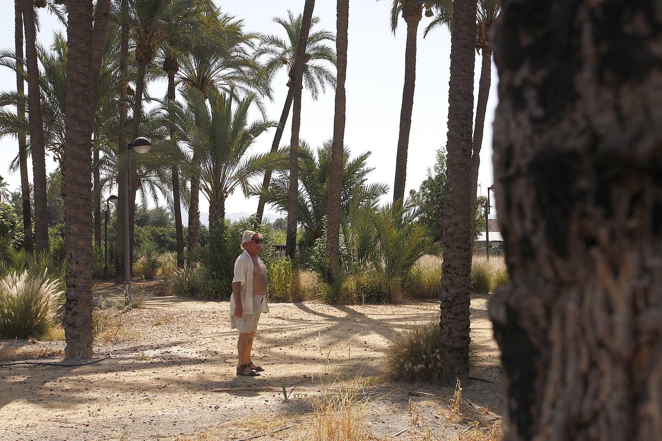 Un acuerdo con Profusa permite incorporar al patrimonio municipal el palmeral de Zaraíche