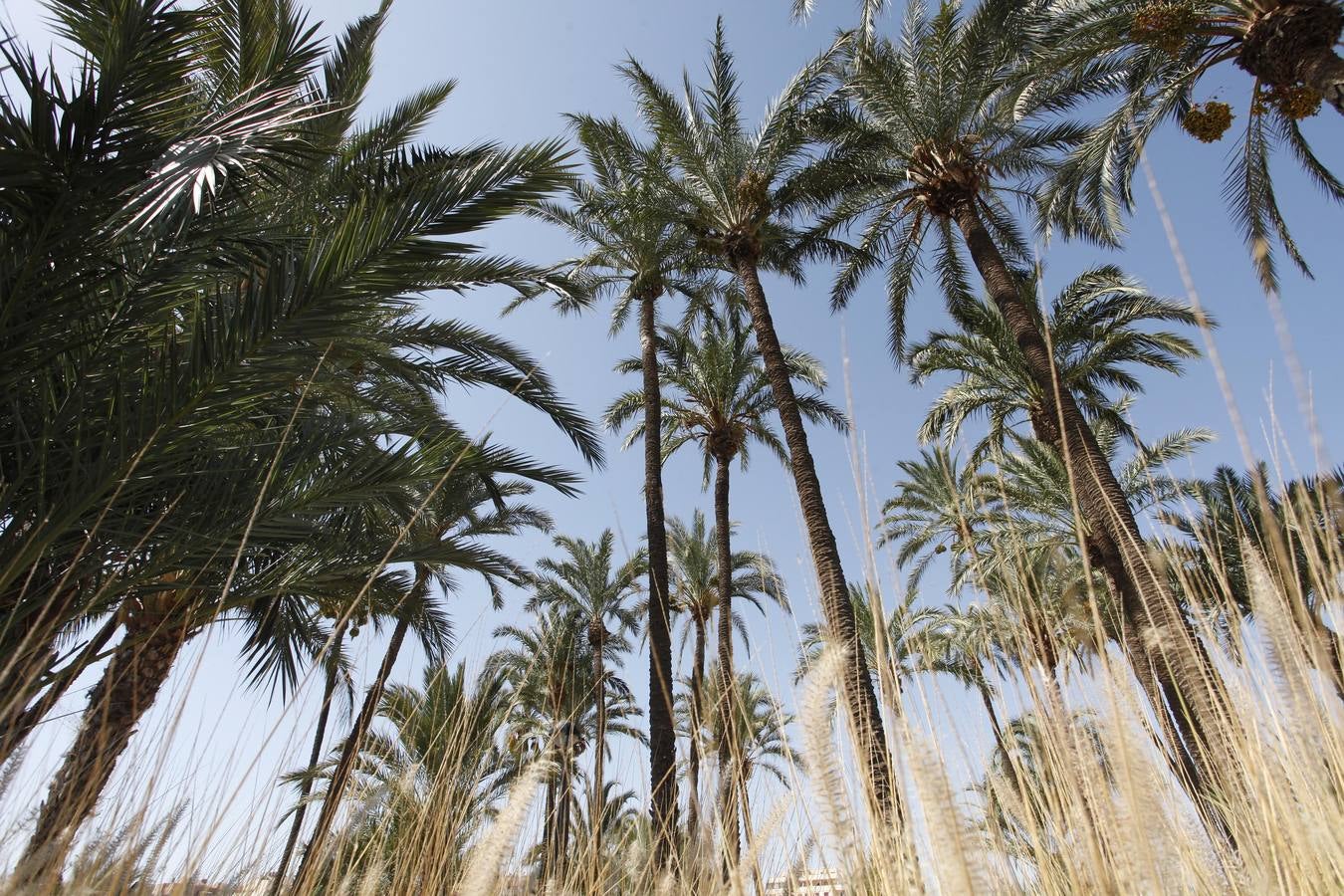 Un acuerdo con Profusa permite incorporar al patrimonio municipal el palmeral de Zaraíche