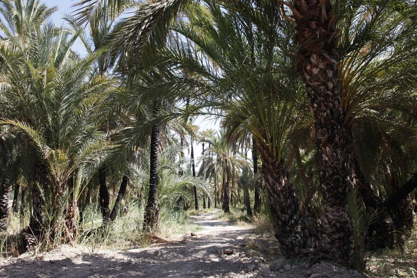 Un acuerdo con Profusa permite incorporar al patrimonio municipal el palmeral de Zaraíche