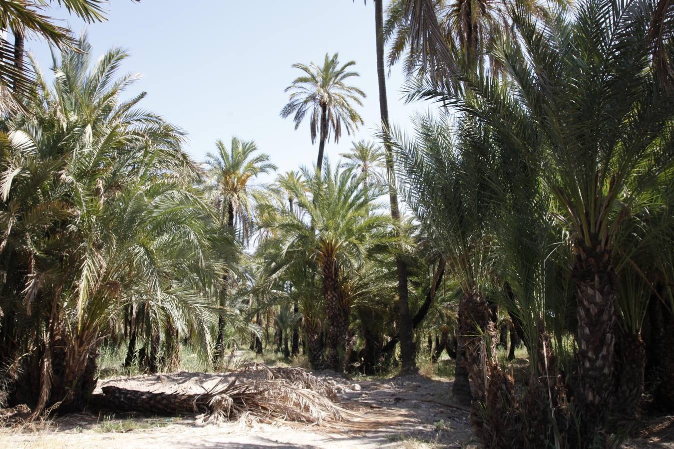 Un acuerdo con Profusa permite incorporar al patrimonio municipal el palmeral de Zaraíche