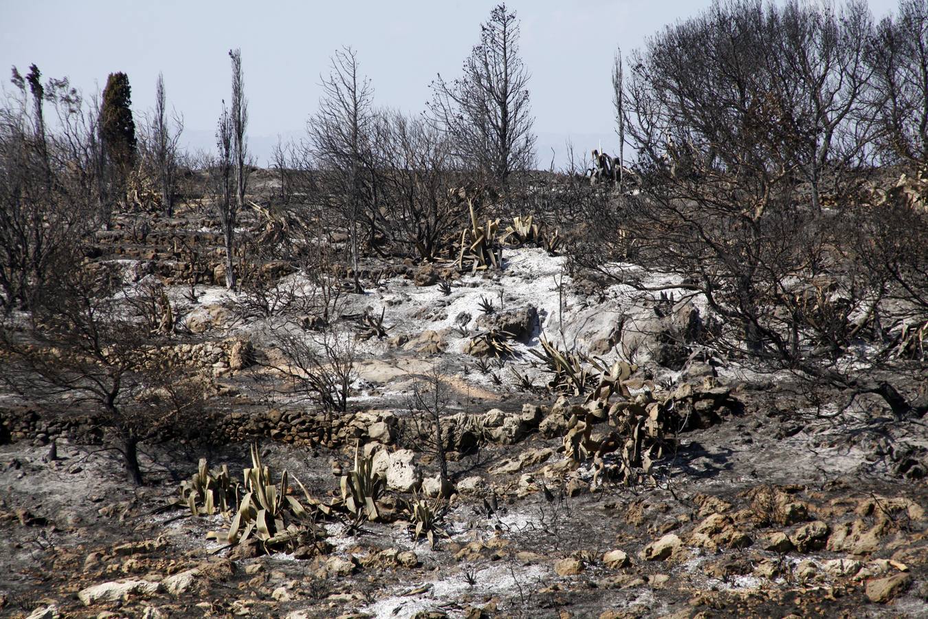 Tareas de limpieza tras el incendio forestal en el parque natural del Montgó