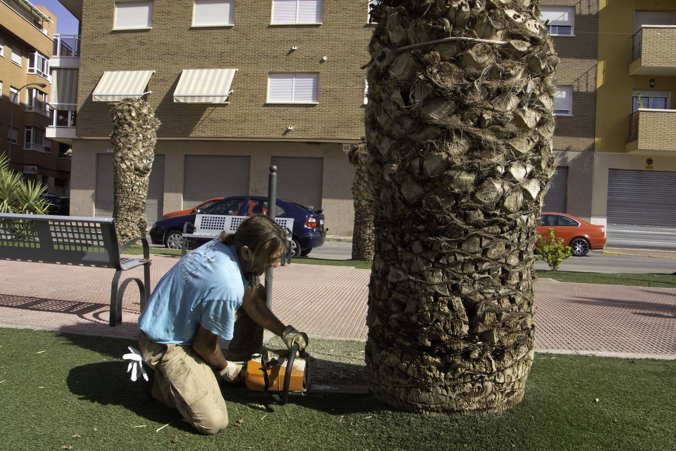 Cortan palmeras en Callosa por el picudo