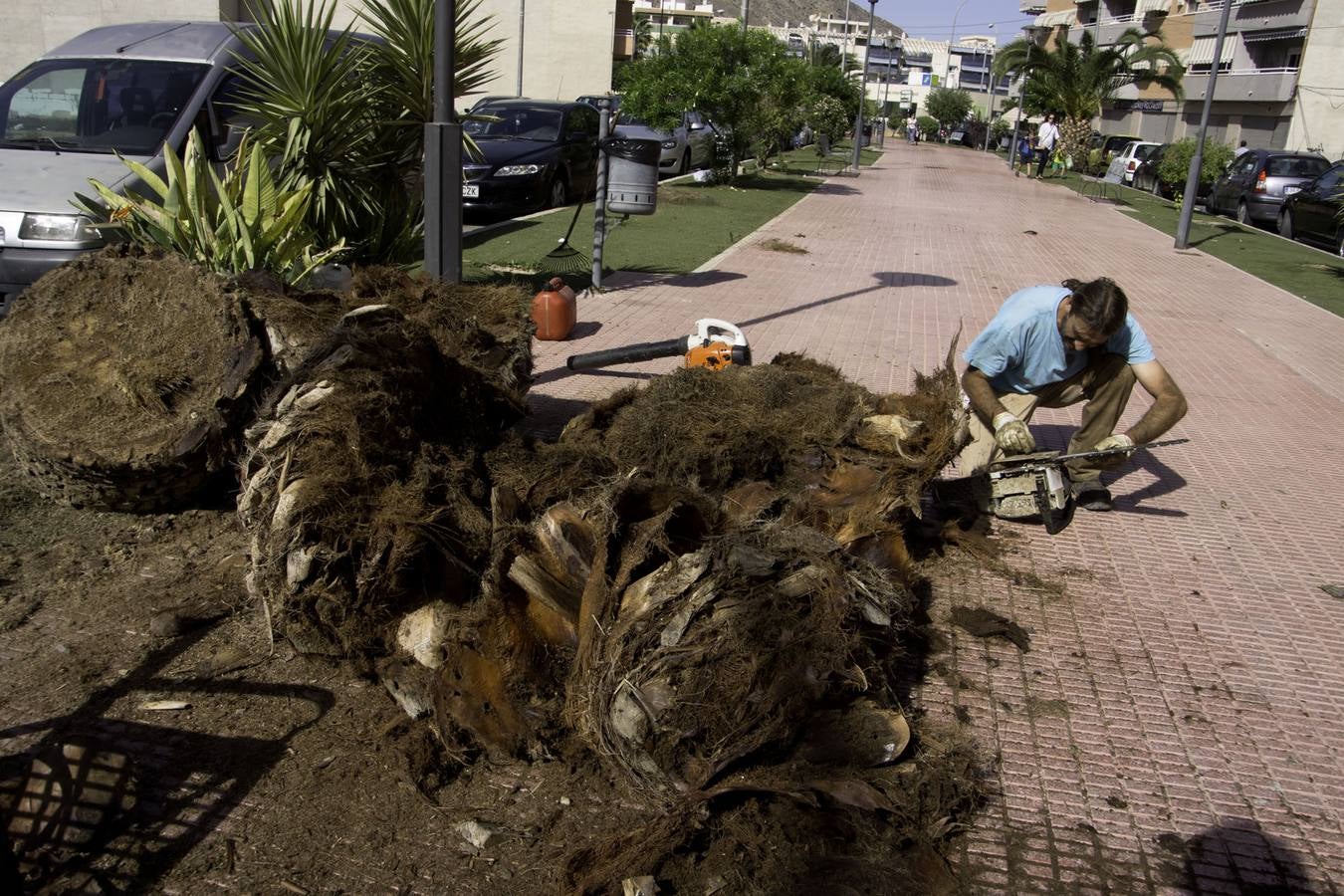 Cortan palmeras en Callosa por el picudo