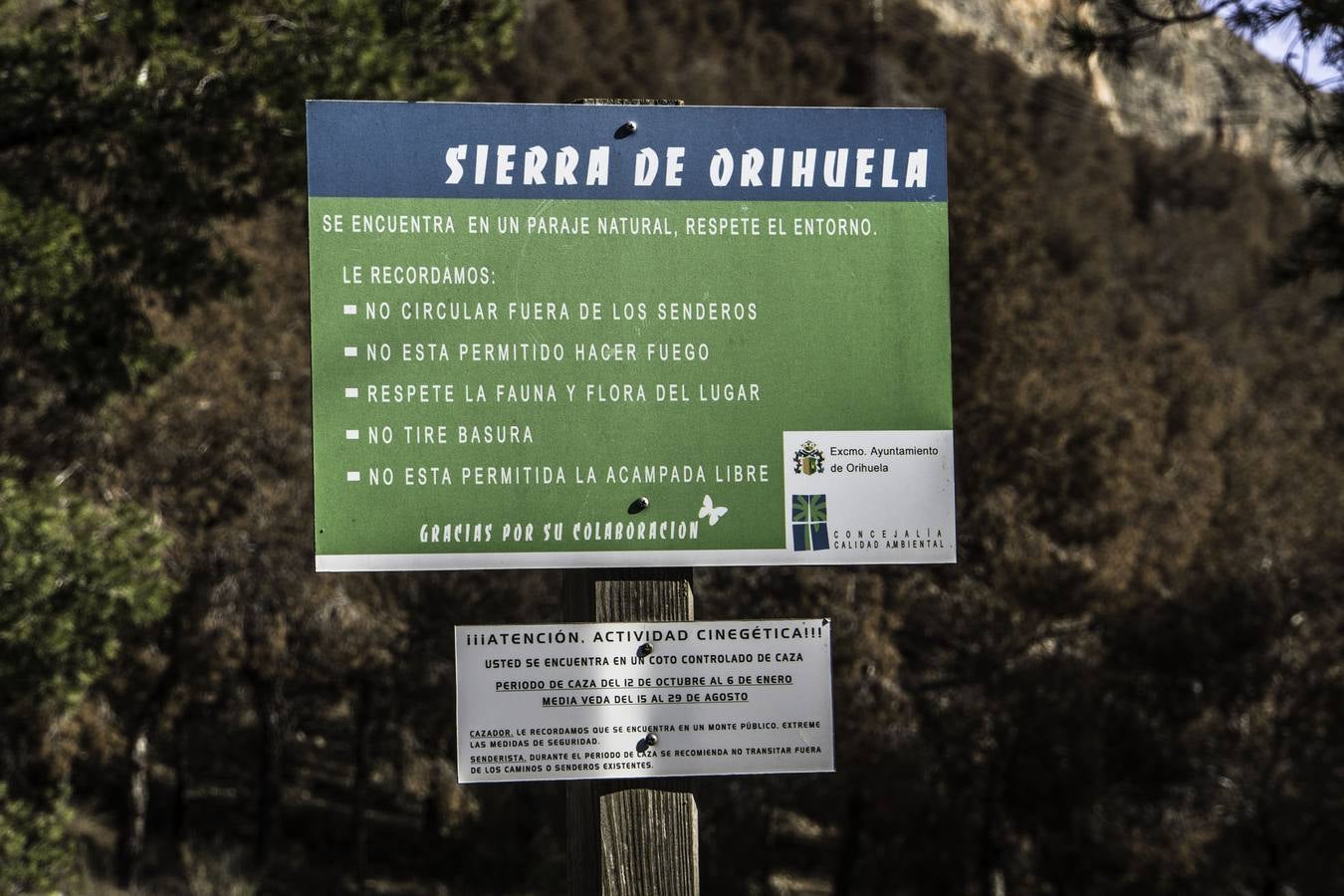 Plaga de tomicus en la Vega Baja