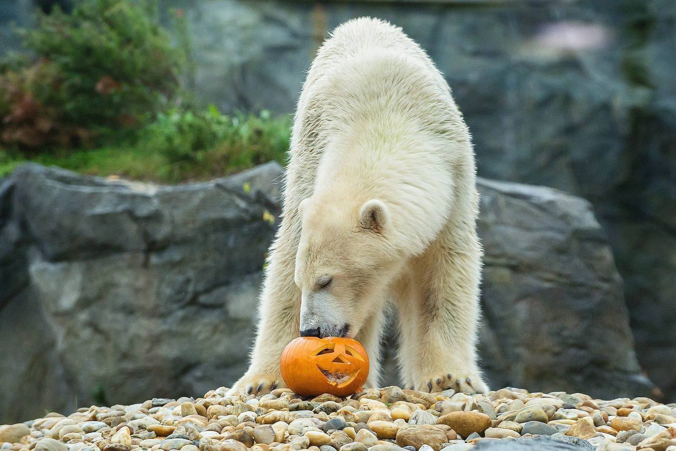 Zoológico de Schoenbrunn en Viena, Austria