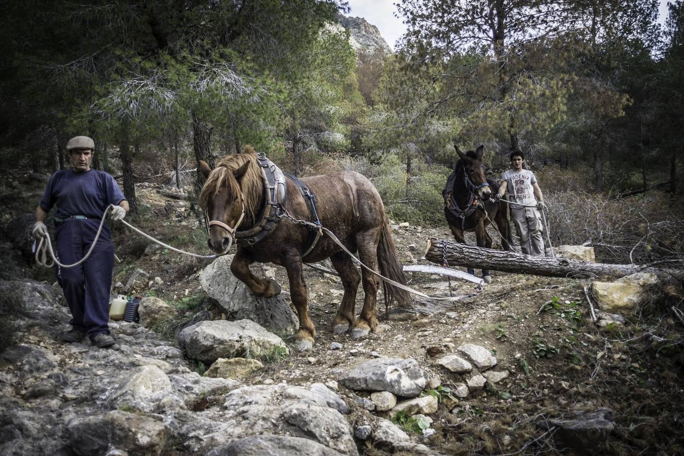 El trabajo de los mulos en la Sierra de Redován